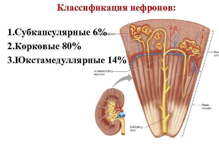 Классификация нефронов: 1. Субкапсулярные 6% 2. Корковые 80% 3. Юкстамедуллярные 14% 