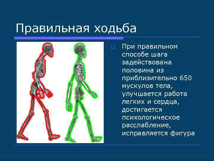 Правильная ходьба o При правильном способе шага задействована половина из приблизительно 650 мускулов тела,