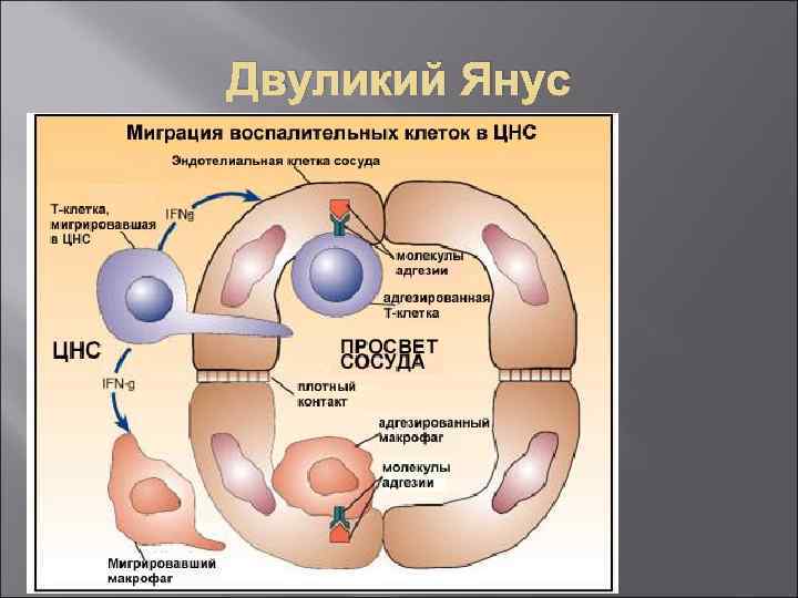 Двуликий Янус 