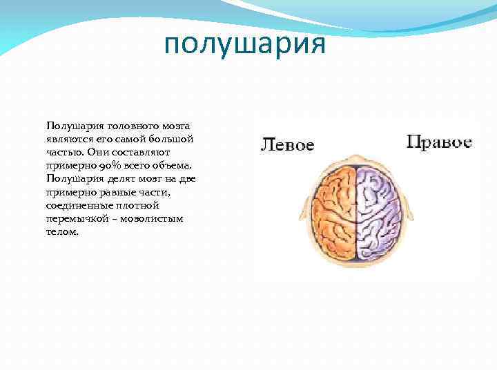 полушария Полушария головного мозга являются его самой большой частью. Они составляют примерно 90% всего
