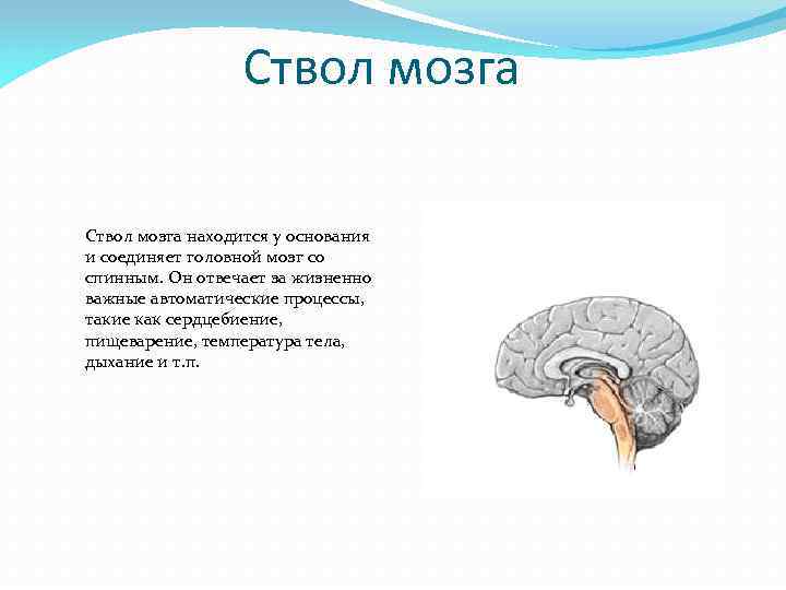 Ствол мозга находится у основания и соединяет головной мозг со спинным. Он отвечает за