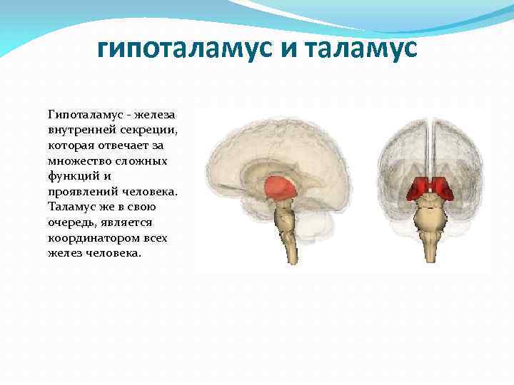 Таламус функции. Таламус строение и функции. Таламус строение и функции кратко. Функции таламуса мозга. Промежуточный мозг таламус.