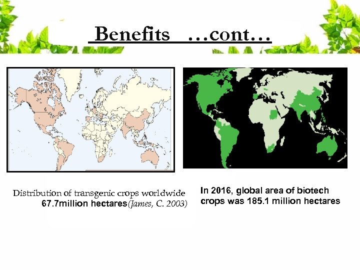 Benefits …cont… Distribution of transgenic crops worldwide 67. 7 million hectares(James, C. 2003) In