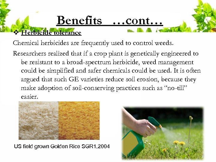 Benefits …cont… v Herbicide tolerance Chemical herbicides are frequently used to control weeds. Researchers