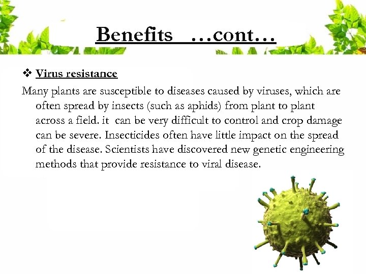 Benefits …cont… v Virus resistance Many plants are susceptible to diseases caused by viruses,