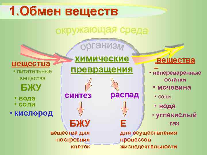 1. Обмен вещества • питательные вещества БЖУ химические превращения синтез • вода • соли