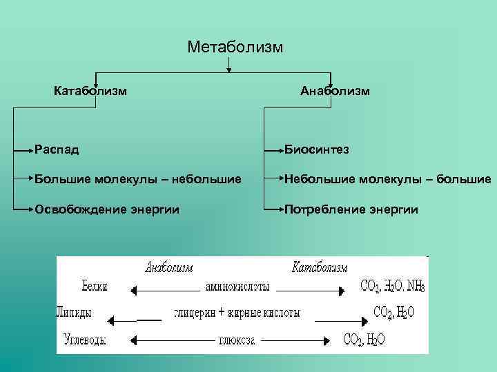 Метаболизм Катаболизм Анаболизм Распад Биосинтез Большие молекулы – небольшие Небольшие молекулы – большие Освобождение
