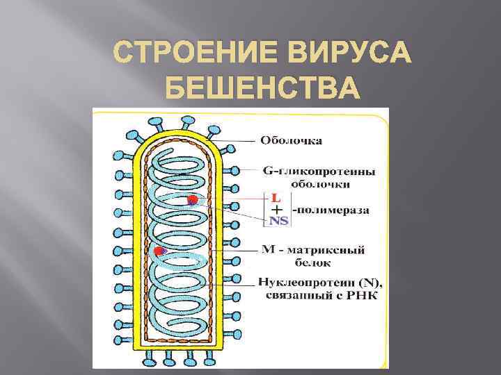 Вирус бешенства антитела