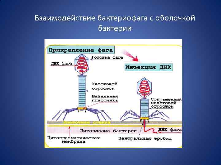 Взаимодействие бактериофага с оболочкой бактерии 