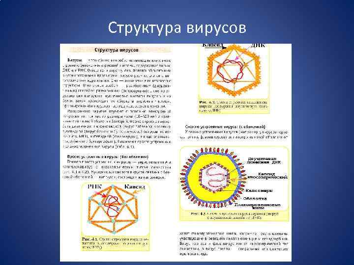 Структура вирусов 
