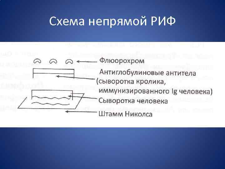 Схема риф микробиология