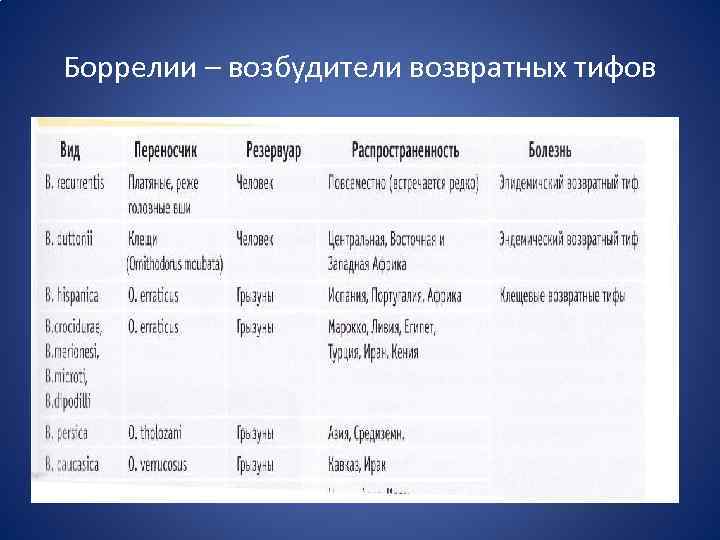 Боррелии – возбудители возвратных тифов 