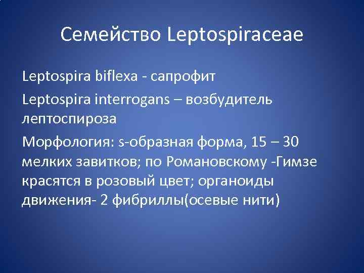 Семейство Leptospiraceae Leptospira biflexa - сапрофит Leptospira interrogans – возбудитель лептоспироза Морфология: s-образная форма,