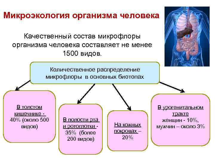 Микрофлора организма человека микробиология презентация