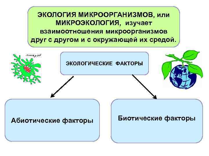 ЭКОЛОГИЯ МИКРООРГАНИЗМОВ, или МИКРОЭКОЛОГИЯ, изучает взаимоотношения микроорганизмов друг с другом и с окружающей их
