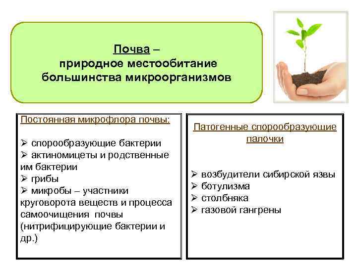 Почва – природное местообитание большинства микроорганизмов Постоянная микрофлора почвы: Ø спорообразующие бактерии Ø актиномицеты
