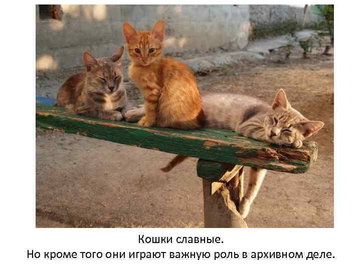 Кошки славные. Но кроме того они играют важную роль в архивном деле. 