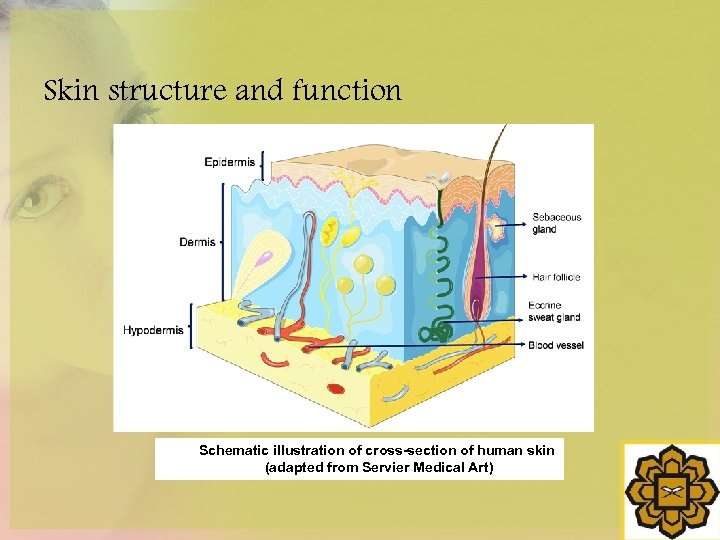 Skin structure and function Schematic illustration of cross-section of human skin (adapted from Servier