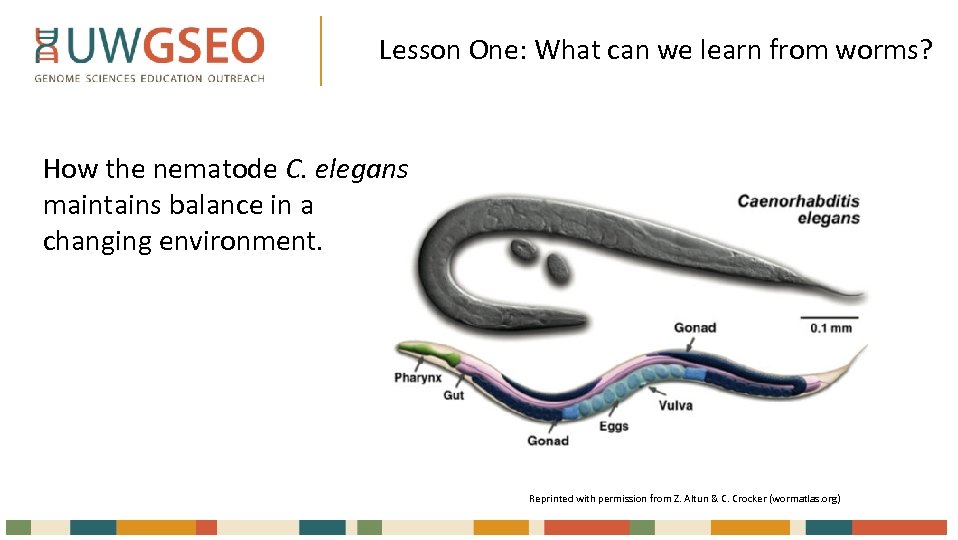 Lesson One: What can we learn from worms? How the nematode C. elegans maintains