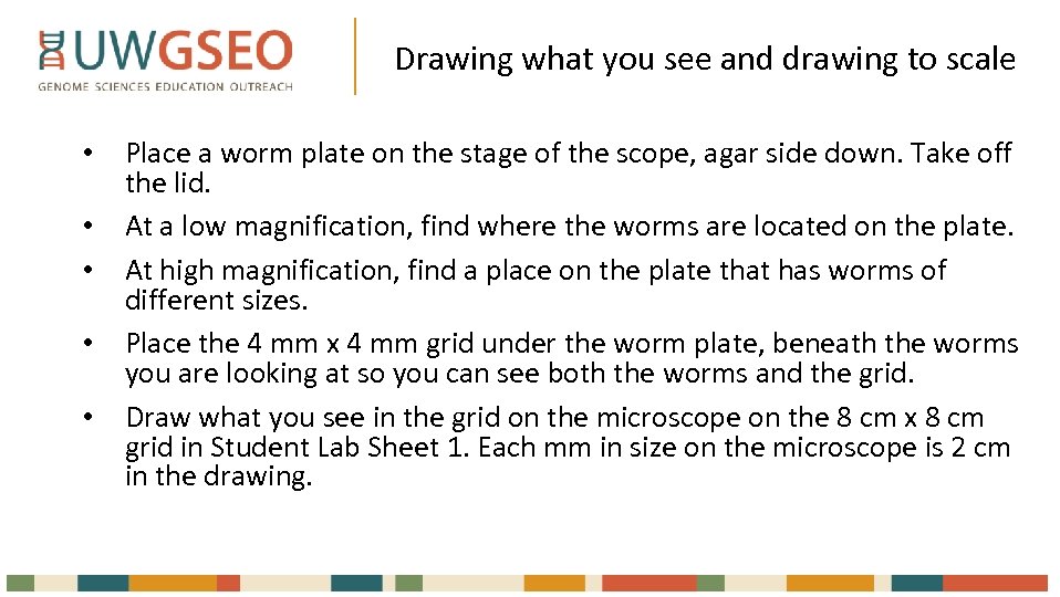 Drawing what you see and drawing to scale • Place a worm plate on