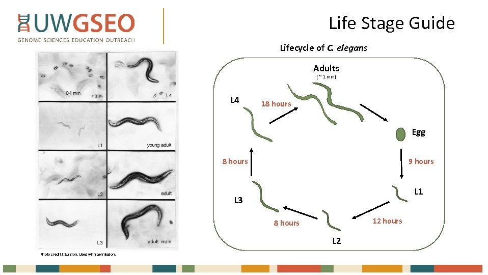 Life Stage Guide Lifecycle of C. elegans Adults ( ~ 1 mm) L 4