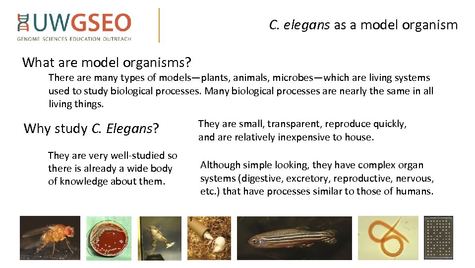 C. elegans as a model organism What are model organisms? There are many types