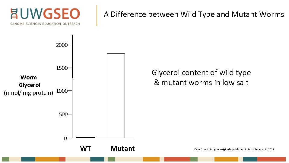 A Difference between Wild Type and Mutant Worms 2000 1500 Glycerol content of wild