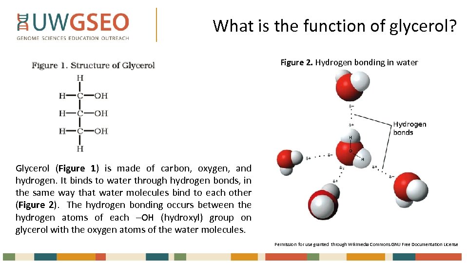 What is the function of glycerol? Figure 2. Hydrogen bonding in water Glycerol (Figure