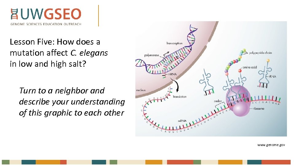 Lesson Five: How does a mutation affect C. elegans in low and high salt?