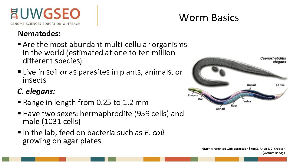 Worm Basics Nematodes: § Are the most abundant multi-cellular organisms in the world (estimated