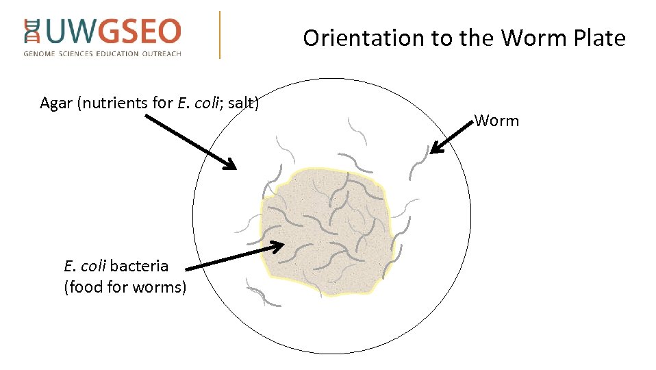 Orientation to the Worm Plate Agar (nutrients for E. coli; salt) E. coli bacteria