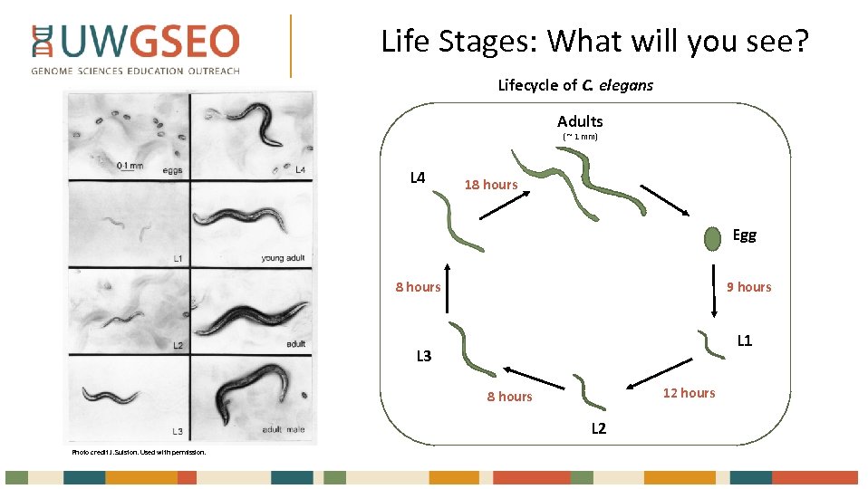 Life Stages: What will you see? Lifecycle of C. elegans Adults ( ~ 1