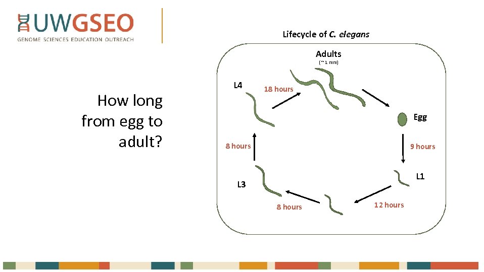 Lifecycle of C. elegans Adults ( ~ 1 mm) How long from egg to