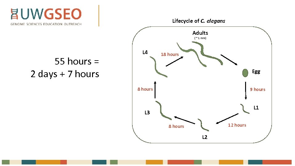 Lifecycle of C. elegans Adults ( ~ 1 mm) 55 hours = 2 days