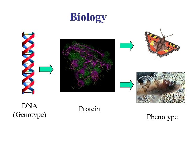 Biology DNA (Genotype) Protein Phenotype 