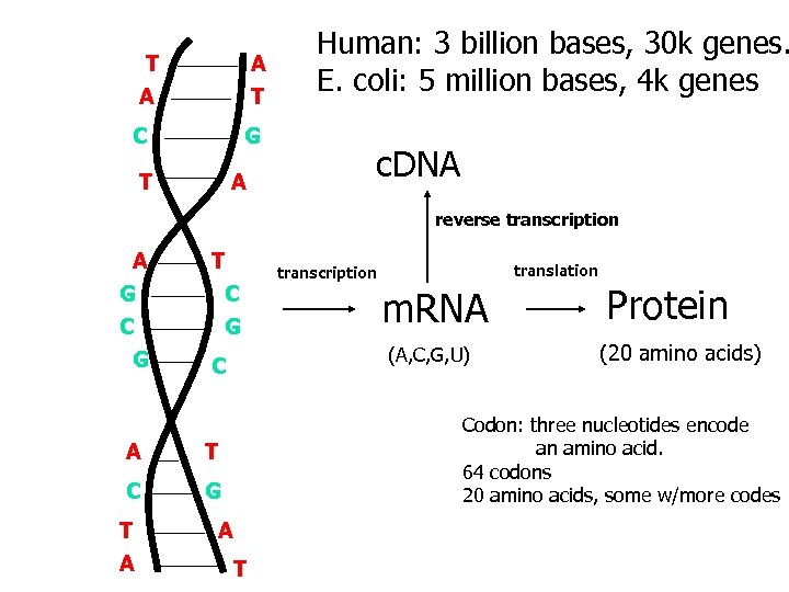 T A A T C G T A Human: 3 billion bases, 30 k