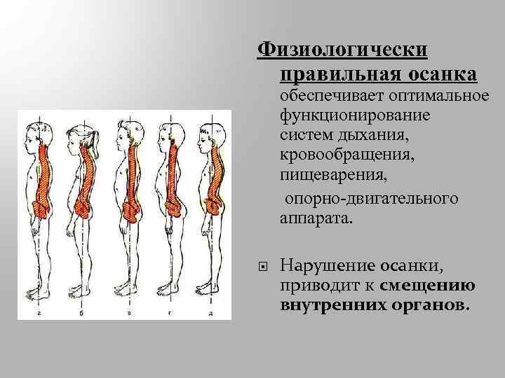 Физиологически правильная осанка обеспечивает оптимальное функционирование систем дыхания, кровообращения, пищеварения, опорно-двигательного аппарата. Нарушение осанки,