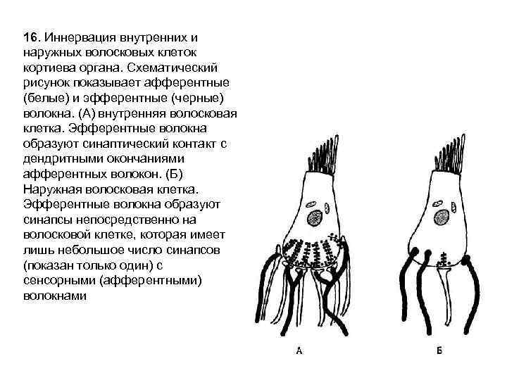 16. Иннервация внутренних и наружных волосковых клеток кортиева органа. Схематический рисунок показывает афферентные (белые)