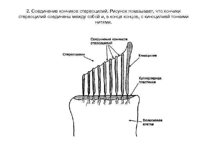 2. Соединение кончиков стереоцилий. Рисунок показывает, что кончики стереоцилий соединены между собой и, в