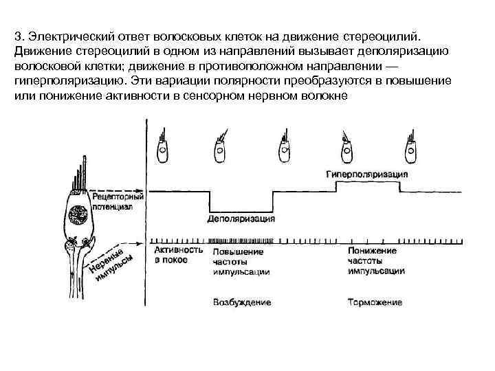 Электрический ответ. Гиперполяризация волосковых клеток. Стереоцилии функции. Движение волосковых клеток. Киноцилии и стереоцилии деполяризация и гиперполяризация.