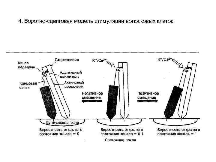 4. Воротно-сдвиговая модель стимуляции волосковых клеток. 