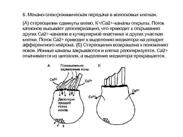 6. Механо-электрохимическая передача в волосковых клетках. (А) стереоцилии сдвинуты влево, К+/Са 2+-каналы открыты. Поток