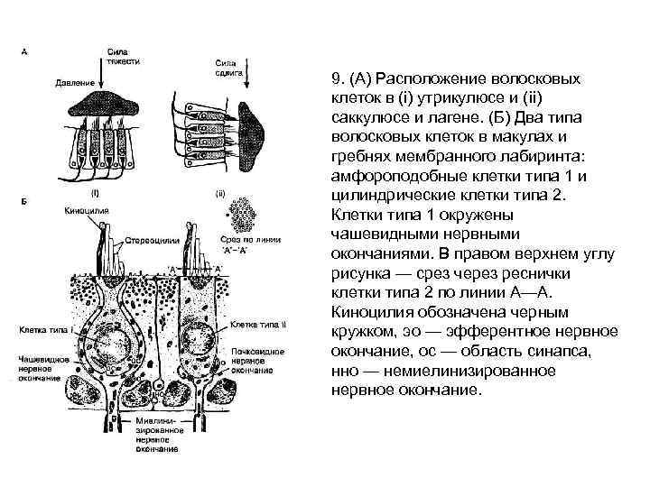 9. (А) Расположение волосковых клеток в (i) утрикулюсе и (ii) саккулюсе и лагене. (Б)