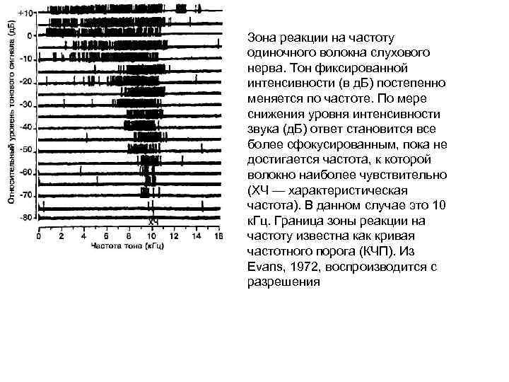 Зона реакции на частоту одиночного волокна слухового нерва. Тон фиксированной интенсивности (в д. Б)