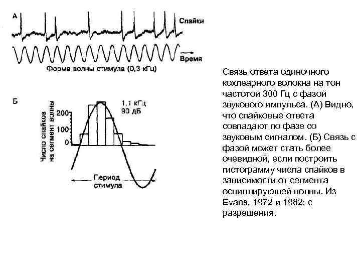 Связь ответа одиночного кохлеарного волокна на тон частотой 300 Гц с фазой звукового импульса.