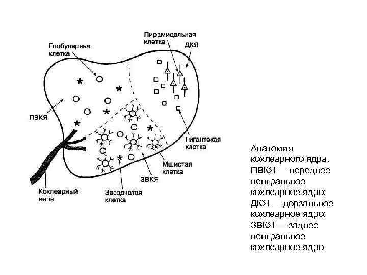 Анатомия кохлеарного ядра. ПВКЯ — переднее вентральное кохлеарное ядро; ДКЯ — дорзальное кохлеарное ядро;