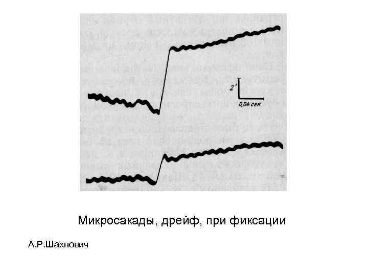 Микросакады, дрейф, при фиксации А. Р. Шахнович 