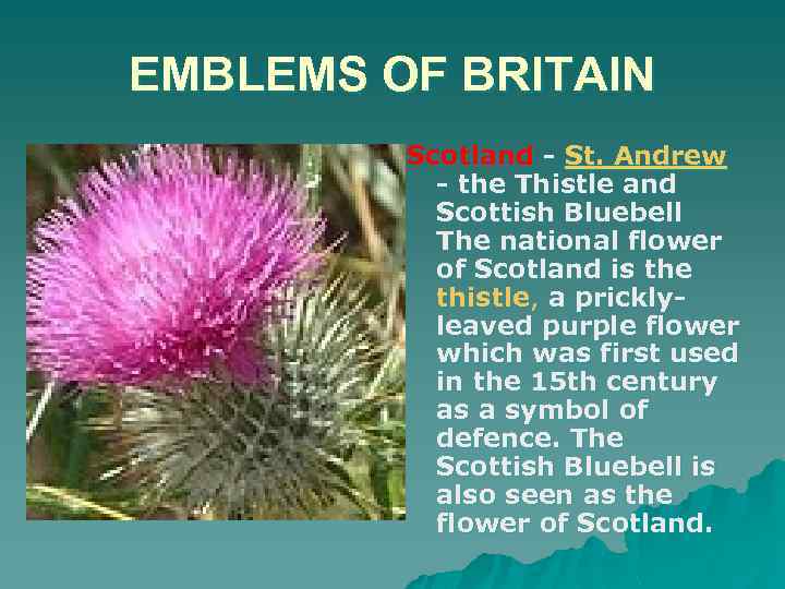 EMBLEMS OF BRITAIN Scotland - St. Andrew - the Thistle and Scottish Bluebell The