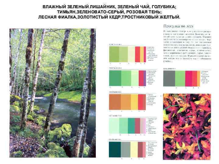 ВЛАЖНЫЙ ЗЕЛЕНЫЙ ЛИШАЙНИК, ЗЕЛЕНЫЙ ЧАЙ, ГОЛУБИКА; ТИМЬЯН, ЗЕЛЕНОВАТО-СЕРЫЙ, РОЗОВАЯ ТЕНЬ; ЛЕСНАЯ ФИАЛКА, ЗОЛОТИСТЫЙ КЕДР,