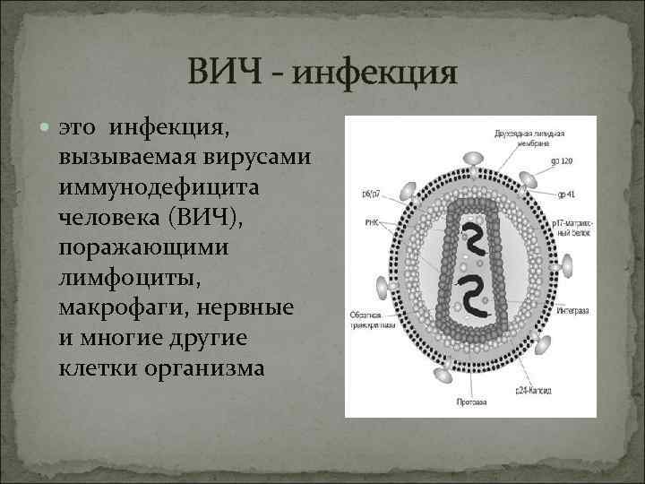 ВИЧ - инфекция это инфекция, вызываемая вирусами иммунодефицита человека (ВИЧ), поражающими лимфоциты, макрофаги, нервные